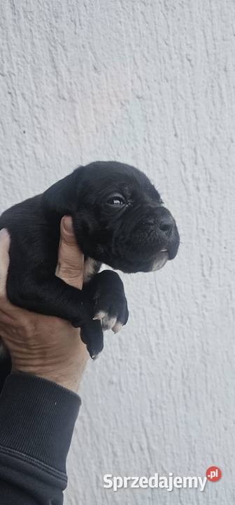 Cane Corso szczenięta na sprzedaż Sadłuki