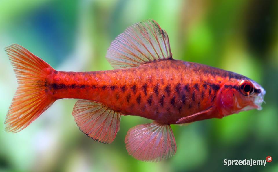 Brzanka wysmukła Brzanka Titteya Puntius titteya Gdańsk