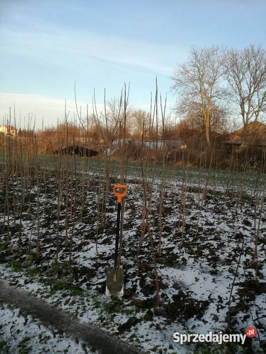 katalpa podkładka do szczepień catalpa surmia