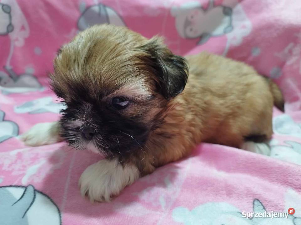 Shih Tzu Malutkie Wielkości Yoreczka Dąbrowa Górnicza