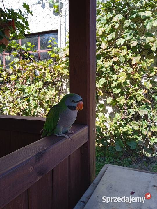 Papuga ręcznie karmiona Aleksandretta Chińska Żernica