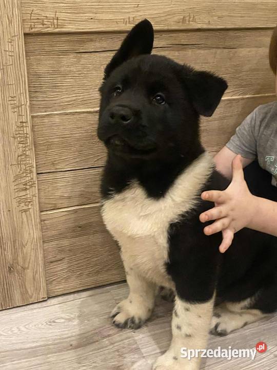 American Akita szceniak Bielawa