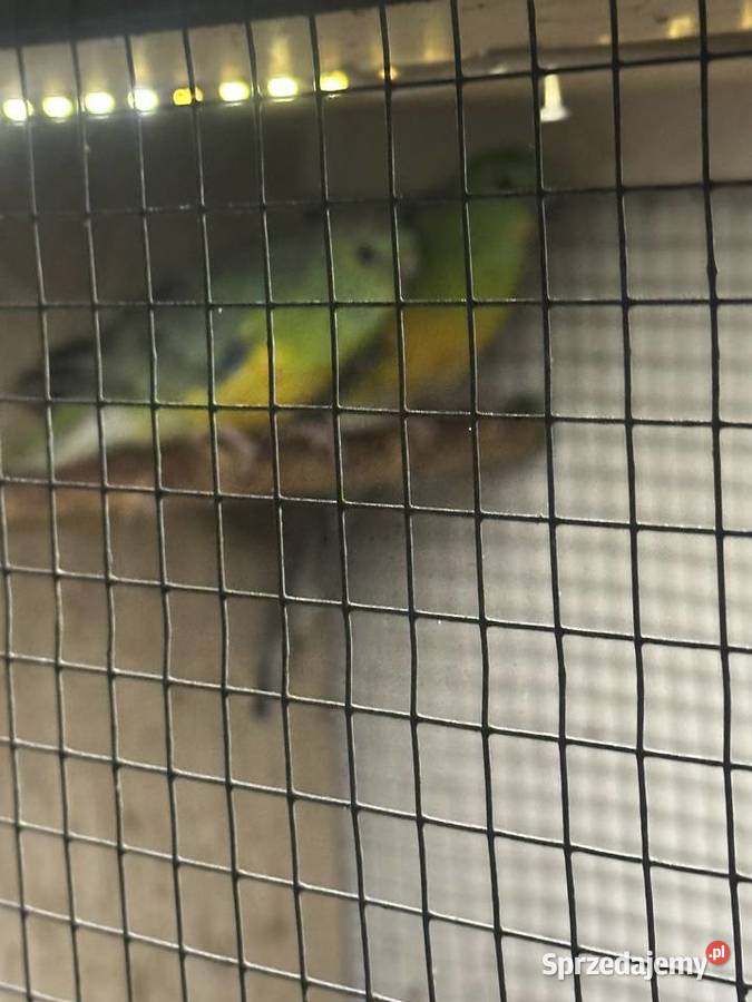 Papugi Swiergoty małopolskie Łysa Góra