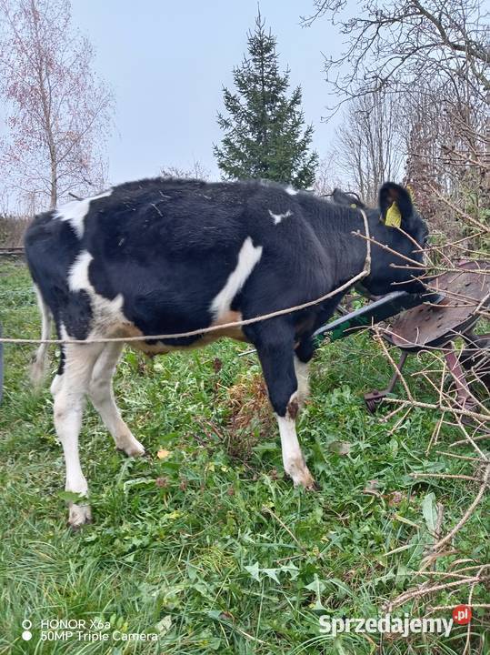 Sprzedam byczki łódzkie Piątek