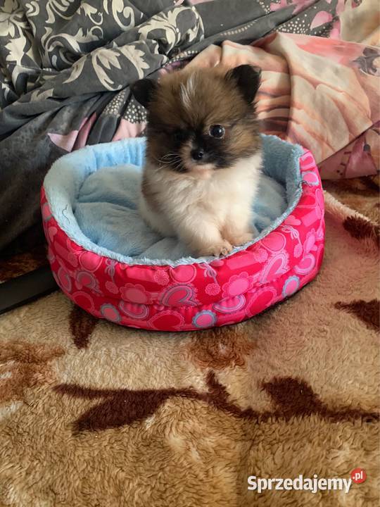 Szpic mini piesek pomeranian z rodowodem mazowieckie Stare Polesie