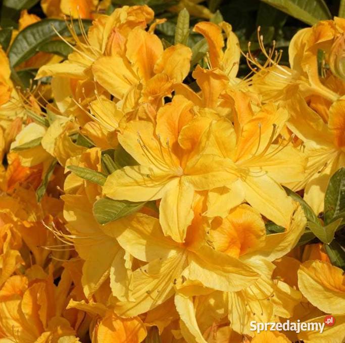 Azalia Wielkokwiatowa piękne kolory WIOSNĄ Liściaste