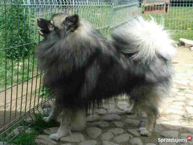 szpic wilczy szpice Kościerzyna