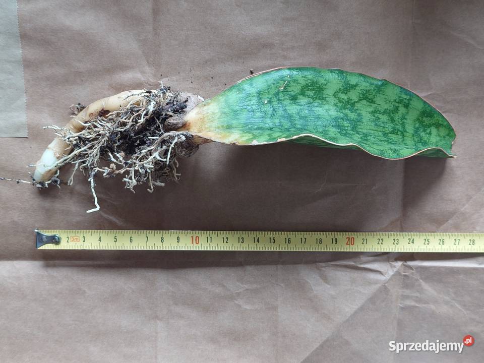 Sansevieria elliptica Horwood roślina z kolekcji mazowieckie sprzedam