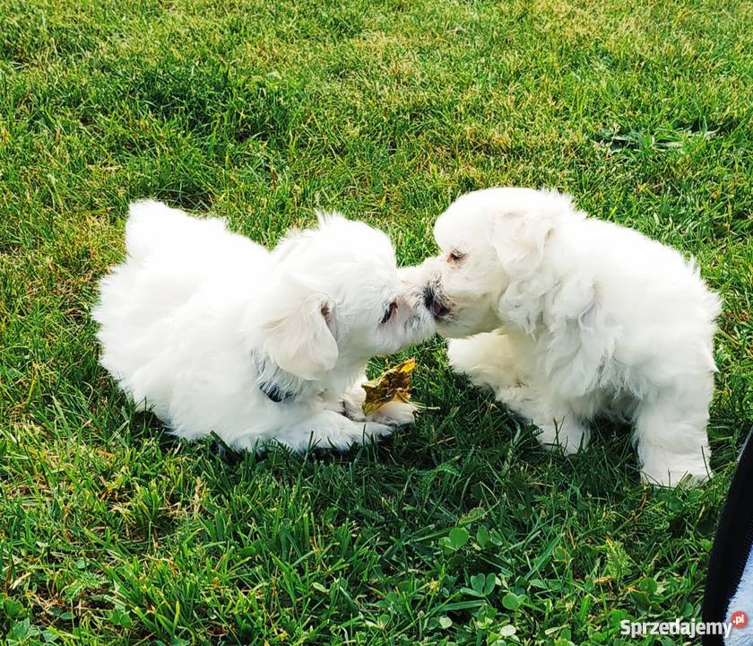 Maltańczyk szczeniak śląskie Tarnowskie Góry