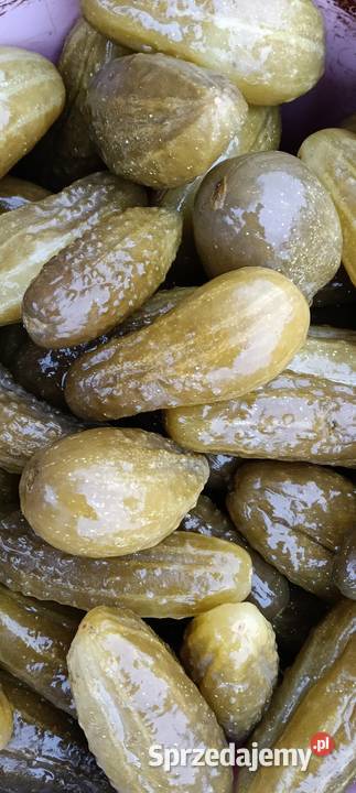 Ogórek kwaszony lubelskie Chełm