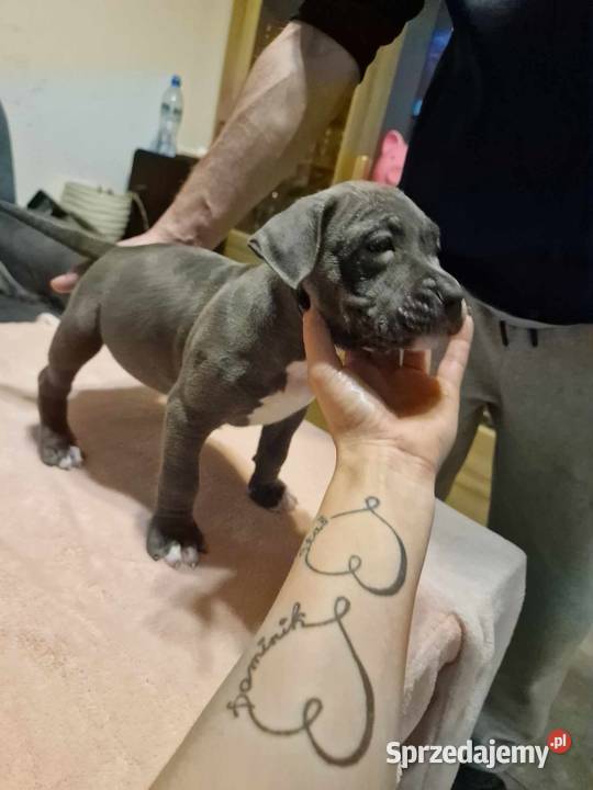 American Bully Mszczonów