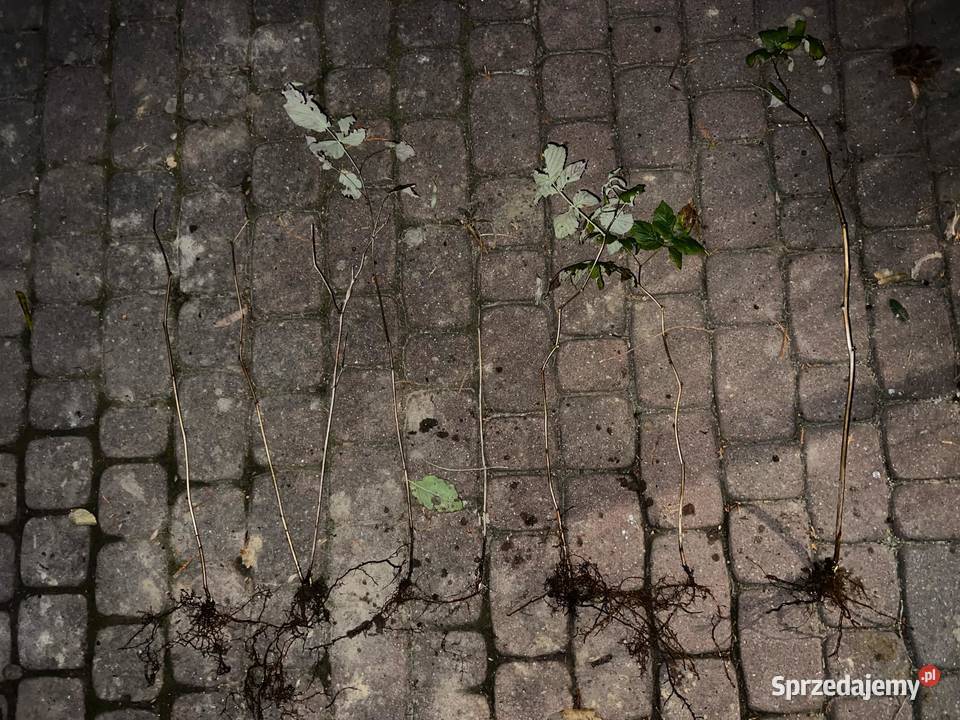 Malina właściwa sadzonki Miododajne podkarpackie Jasło