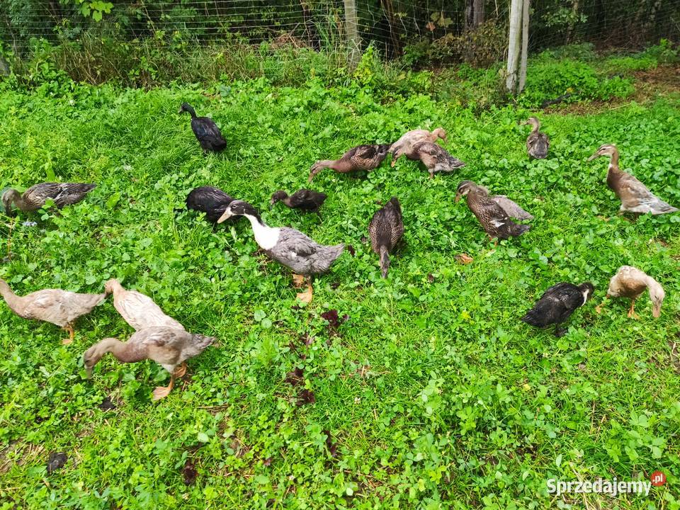 Biegus indyjski kaczuszki Dobczyce