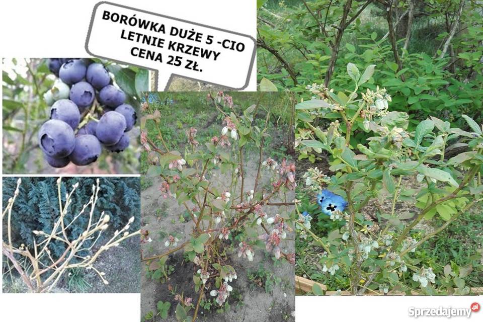 ROŚLINA NA UKĄSZENIA ozdoba ROJNIK wiele innych Lublin