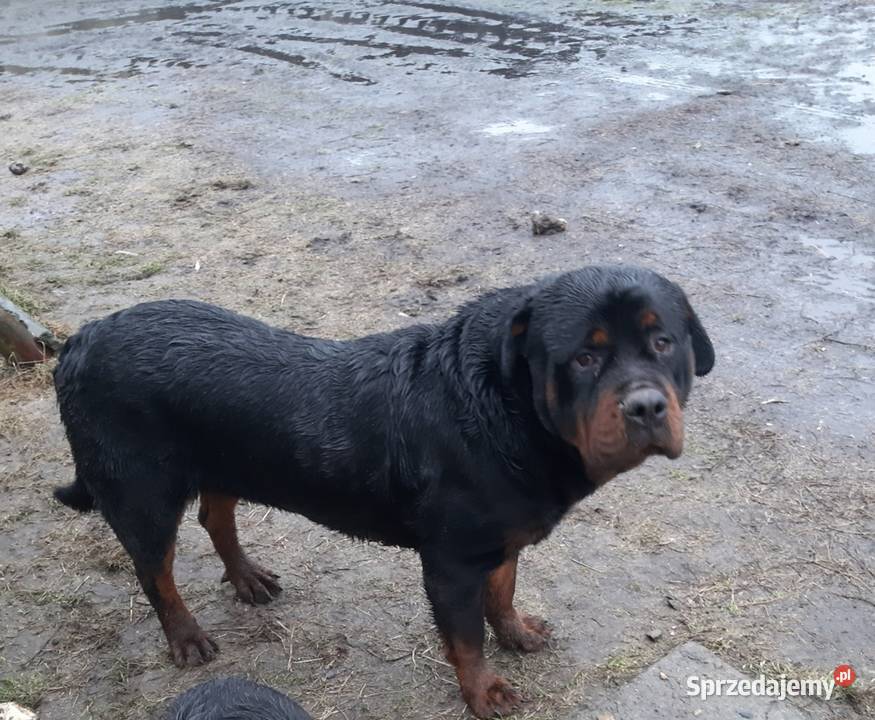 Rottwailer szczeniak starej Lini kujawsko-pomorskie Radomin