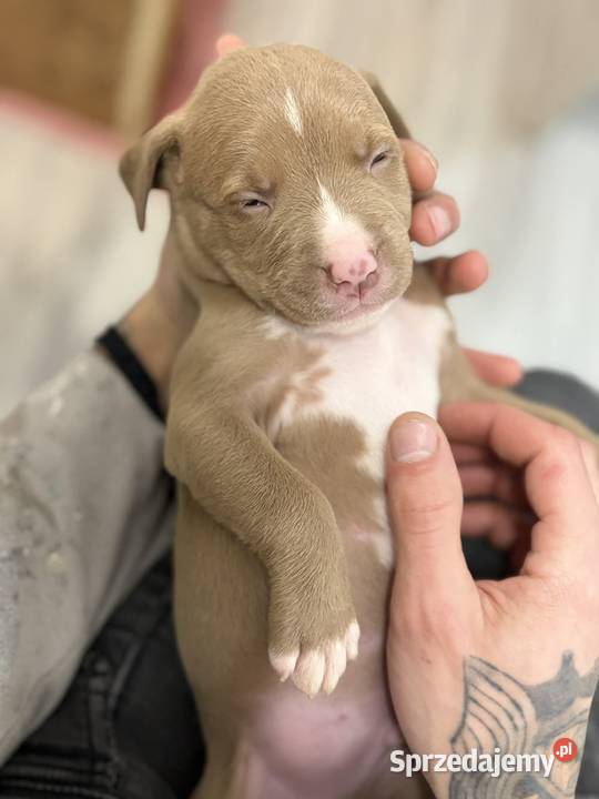 American Bully XL ABKC Poznań