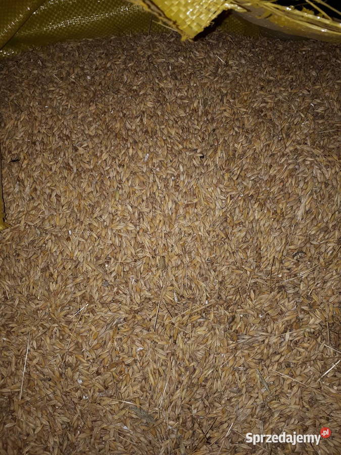 Mieszanka zbożowa Stara Rokitnia