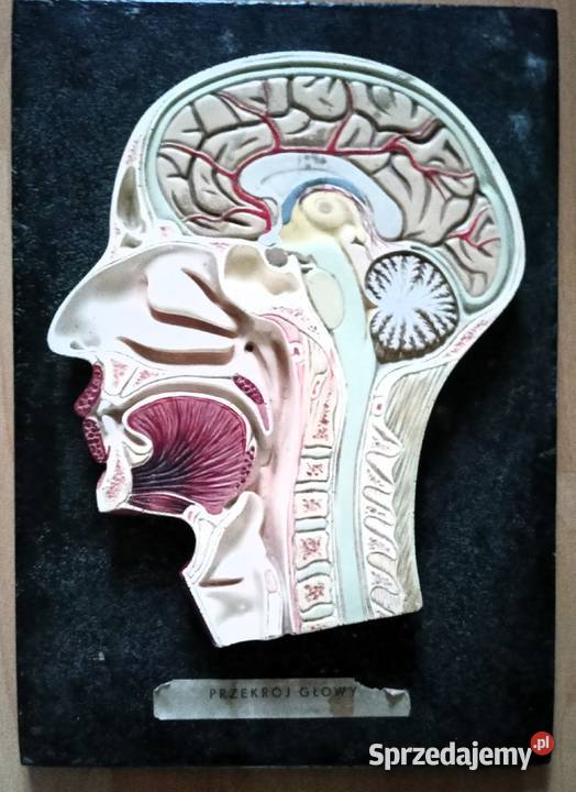 Dekoracja model przekrój głowy Dekoracje i ozdoby