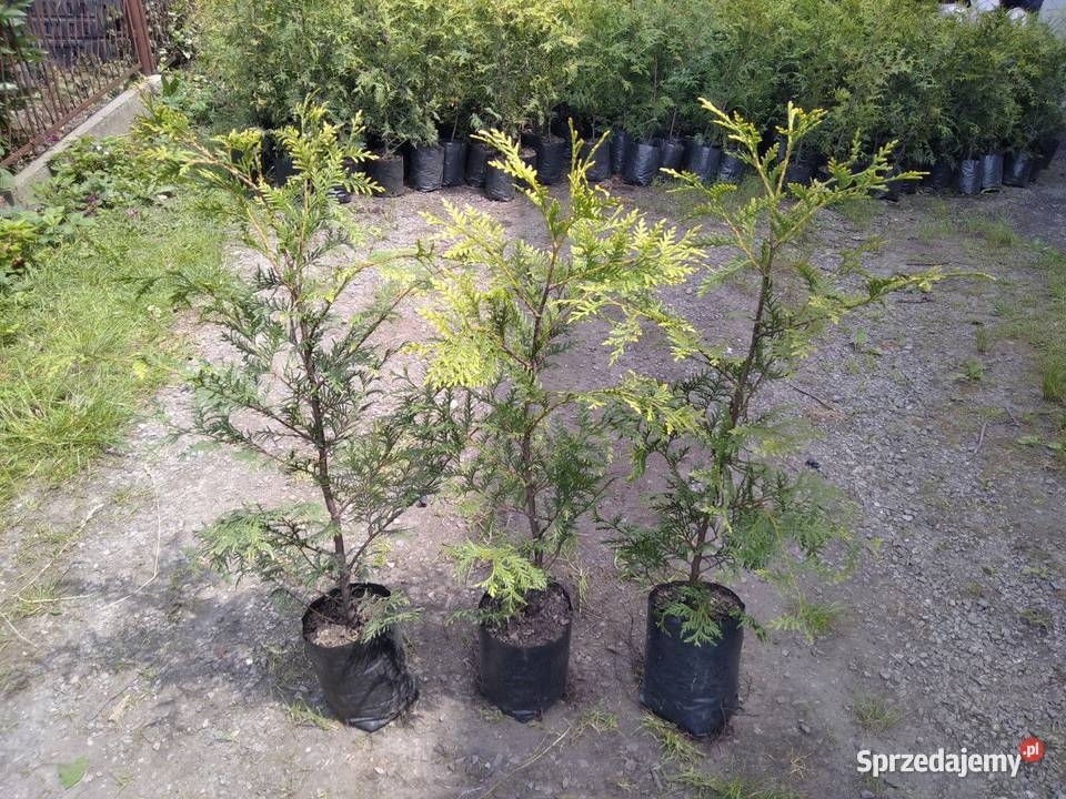 Wyjątkowa Wyprzedaż Tuja Aureospicata 8090 śląskie Czechowice-Dziedzice