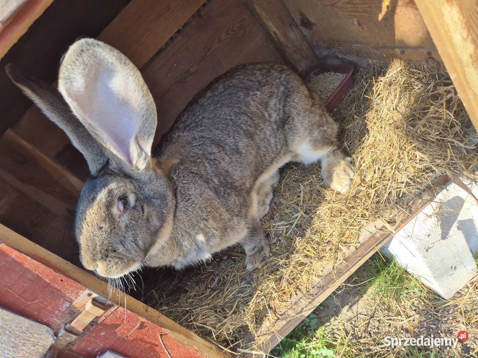Sprzedam krolika olbrzyma belgijskiego Łubowo sprzedam