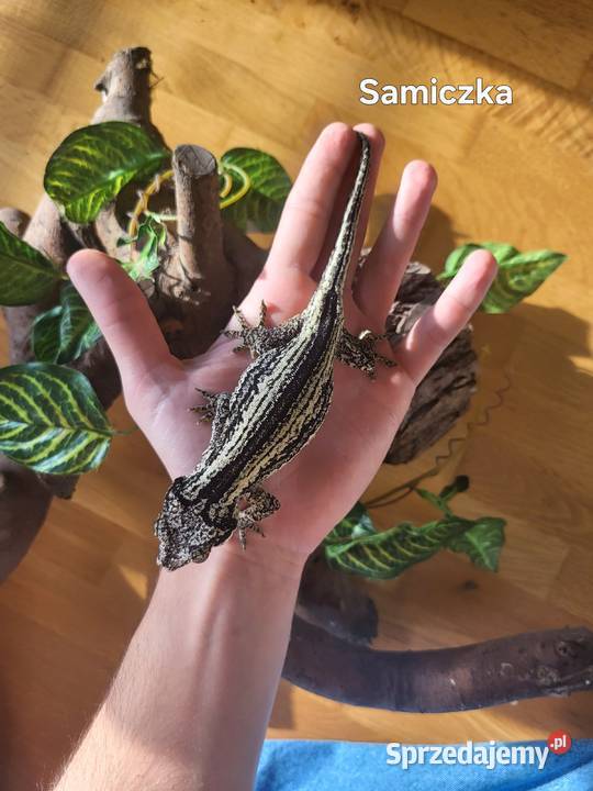 Para gekon gargulcowy pomorskie Gdańsk