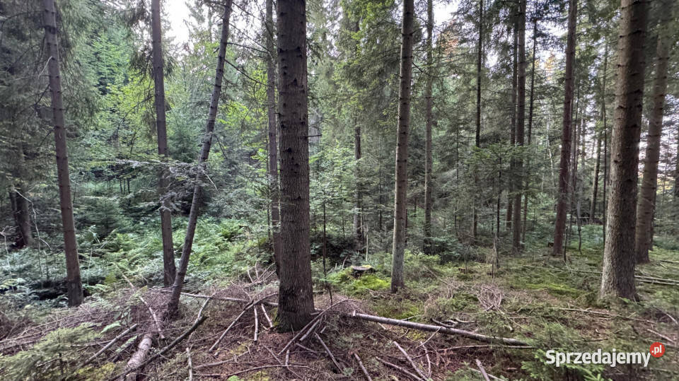 Działka leśna 20 700 m Kasina Wielka