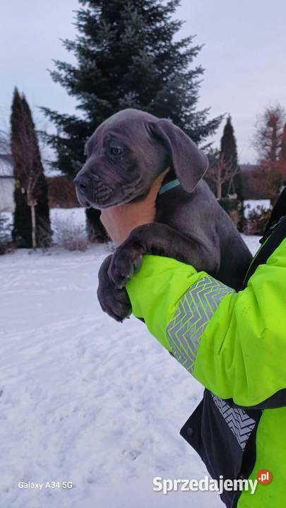 CANE CORSO BLUE piesek lubelskie Bychawa
