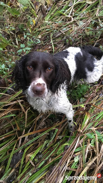 Płochacz Niemiecki Wachtelhund z metryką ZKwP Bełchatów