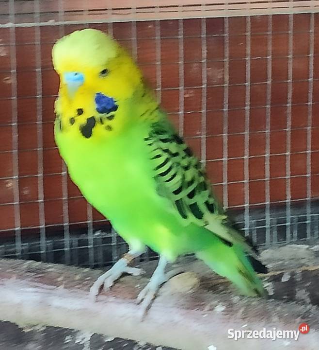 Papugi faliste Lubliniec