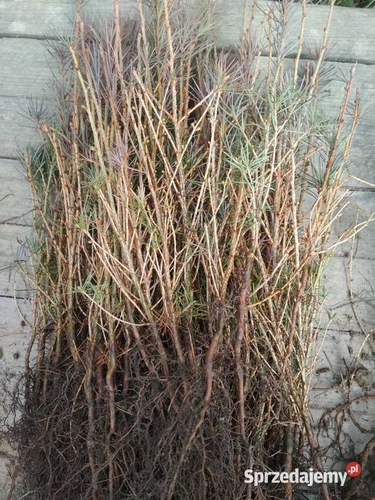 modrzew europejski sadzonki podkarpackie Lutcza sprzedam