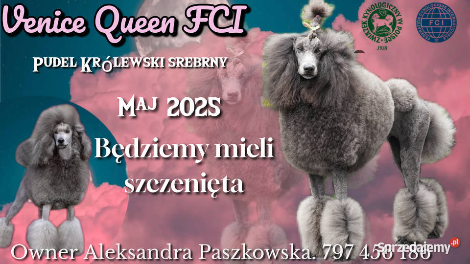 Pudel Królewski srebrny