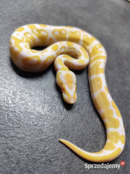 Pytony Królewskie Albino Pruszków