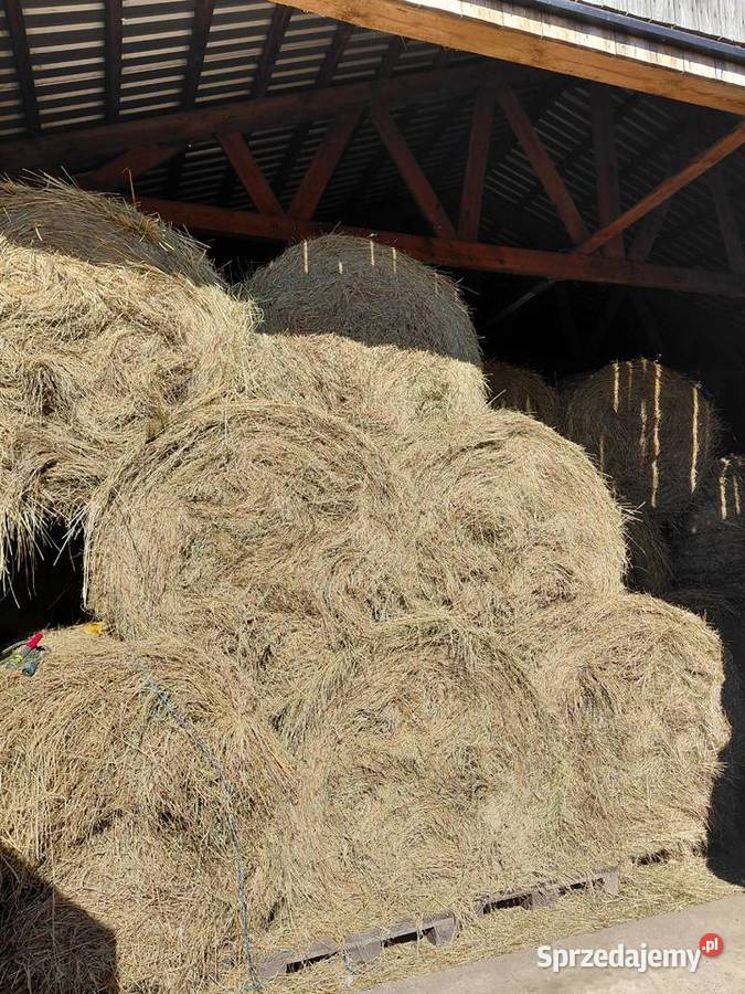 Siano w belach Katarzyn