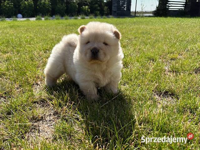 CHOW CHOW CZAU CZAU ŚLICZNE SZCZENIĘTA Pozostałe Warszawa