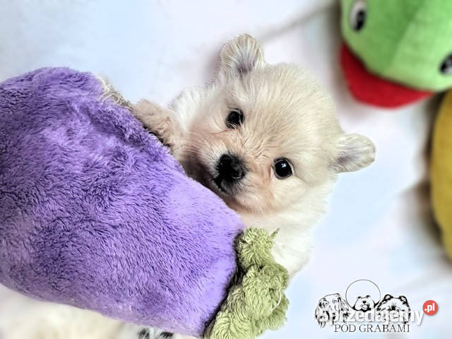Szczeniaki pomeranian ZKwPFCI Szpic miniaturowy Pruszcz Gdański