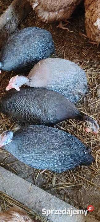 Perliczki samce Nowy Sącz sprzedam