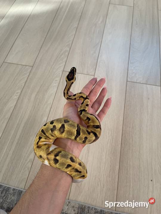 Enchi Piebald Samica Pytona Królewskiego Warszawa
