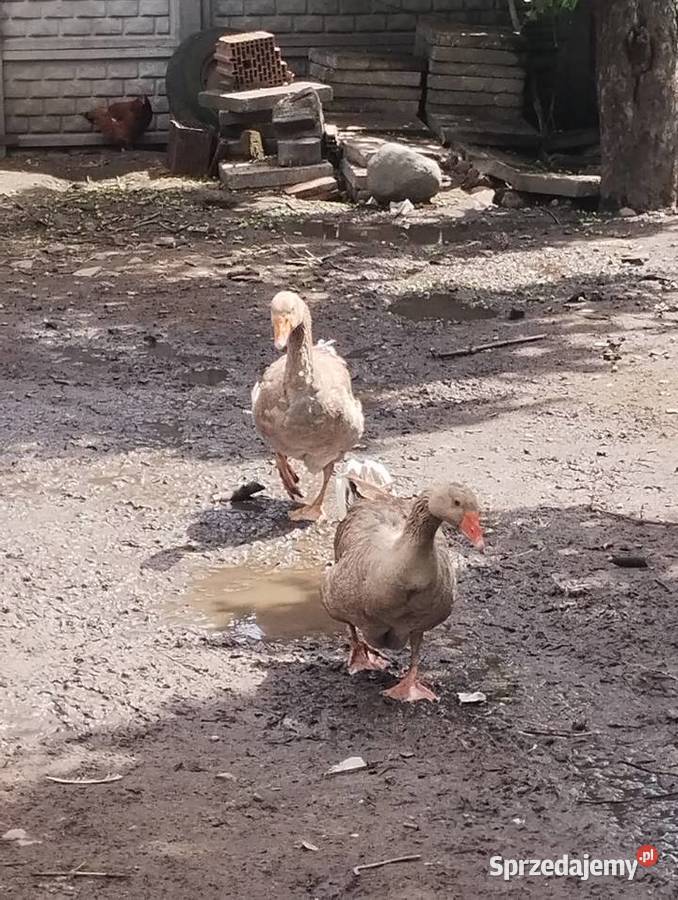 Gęsi para