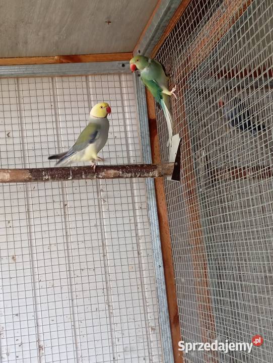 Sprzedam papugi rozelle królewskie białolicekozy Lublin
