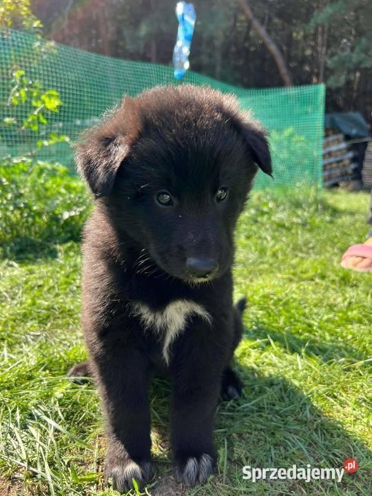 Owczarek belgijski groenendeal Tarnów sprzedam