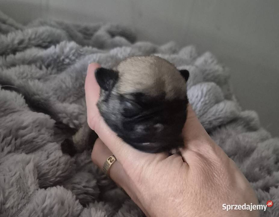 Mops szczeniak sunia dziewczynka