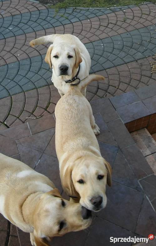 Młode 6cio miesięczne psy Labrador z rodowodem Zwierzęta Gołdap