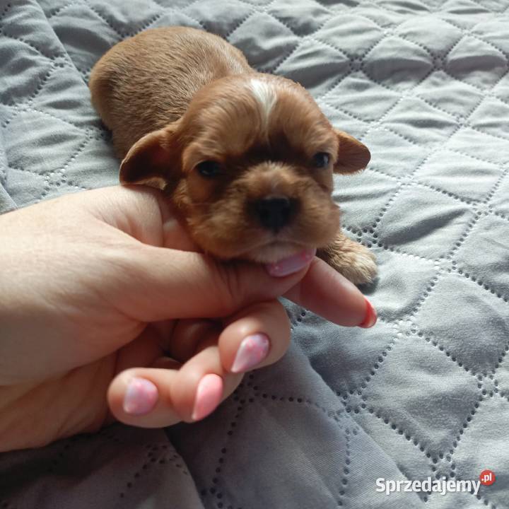 Prześliczna sunia Cavalier King Charles Spaniel Żnin