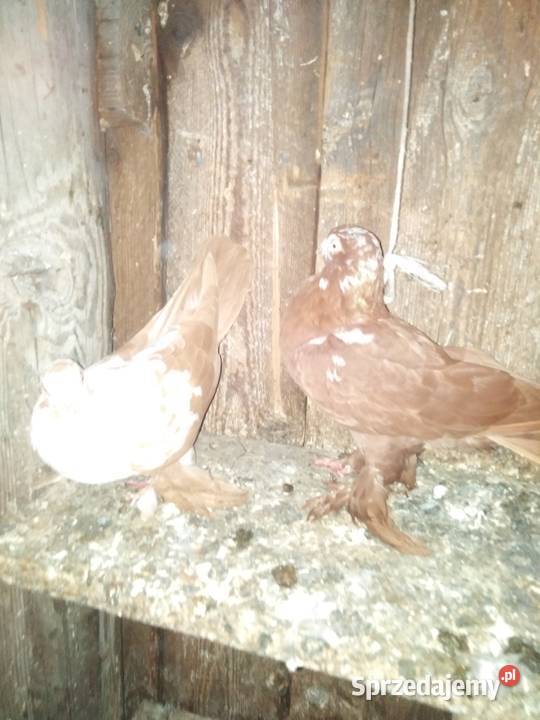 Gołębie motylki i winerki Mniów