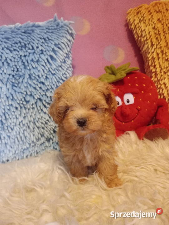 Maltipoo Pudel Tecup RED BROWN Maltańczyk piesek opolskie Opole