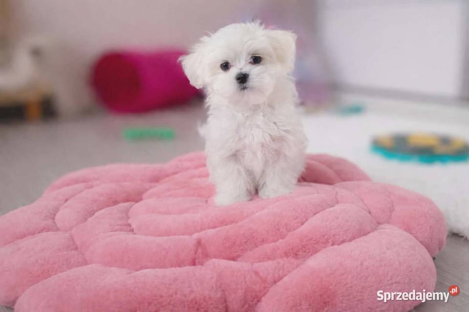 Maltańczyk szczenię BOY