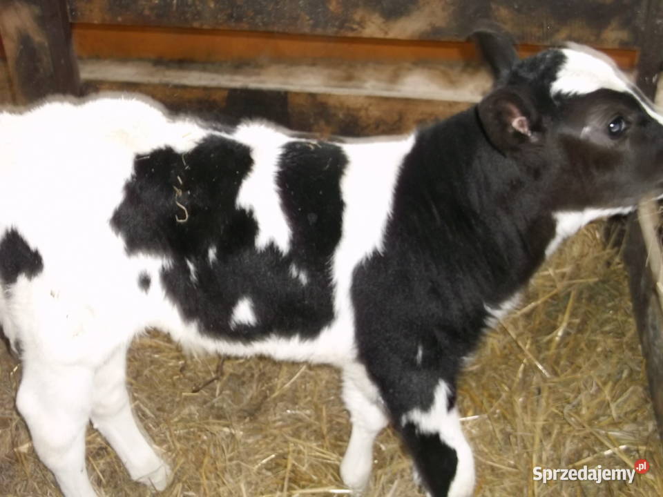 cielak byczek hf Bydło mięsne mazowieckie Parysów