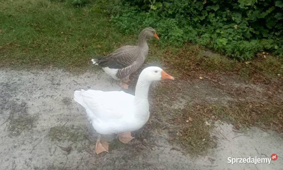 Sprzedam gęsi na naturalnej paszy Kutno