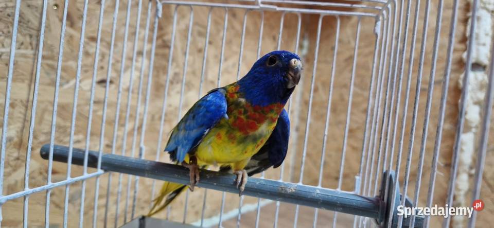 Łąkówki Wspaniałe samce Ptaki Bujaków