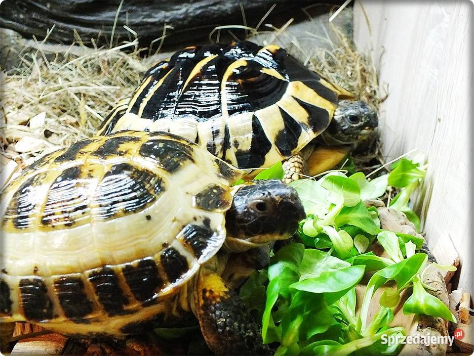 Żółw Grecki i Żółw Stepowy razem osobno Sprzedam Lubsko